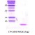 SDS-Page: alpha Synuclein Protein [NBC1-18326] - a-Synuclein, 5.2 kDa (46 aa) , confirmed by MALDI-TOF with a purity of 95% by SDS - PAGE